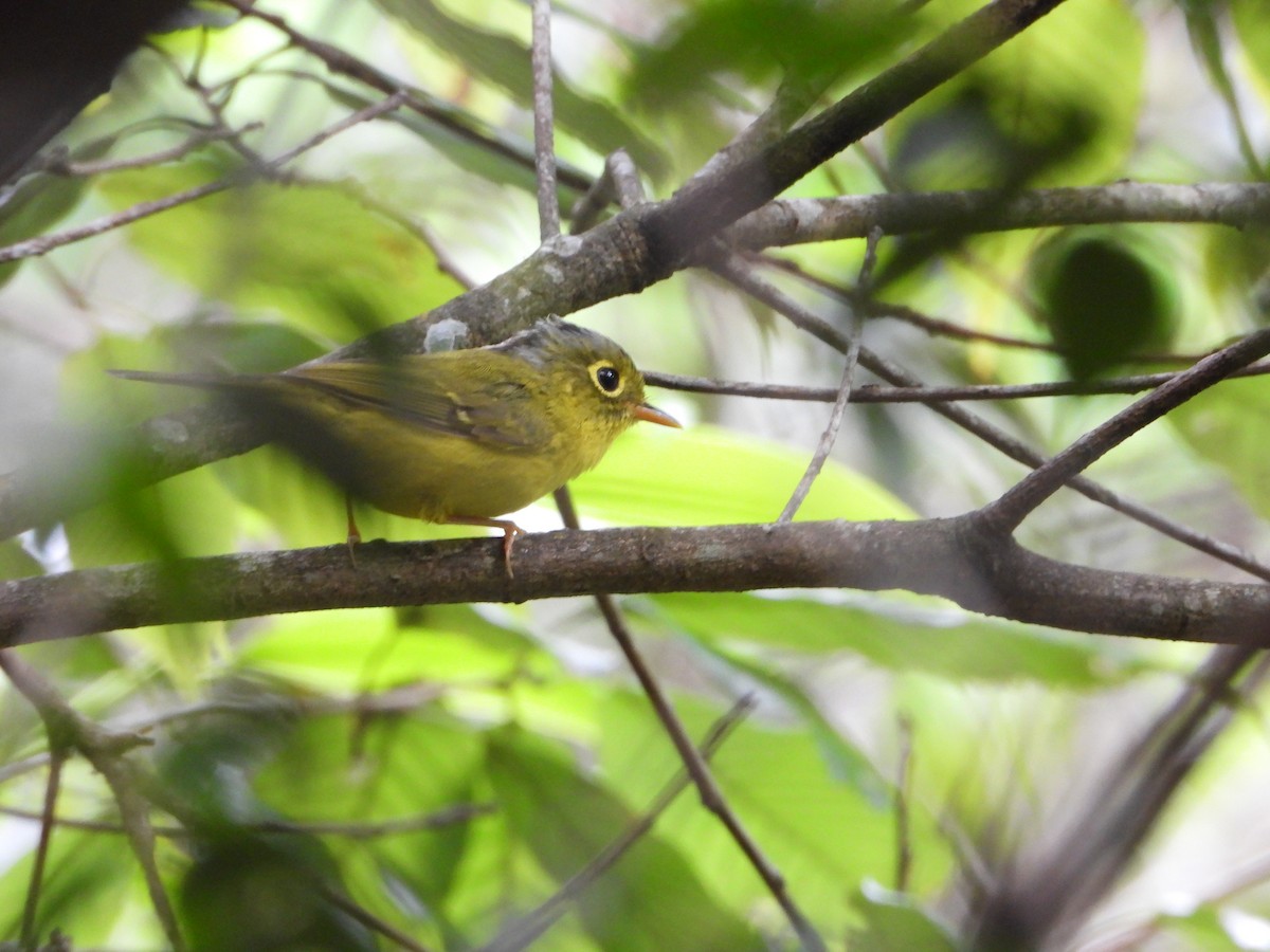 White-spectacled Warbler - ML643772741