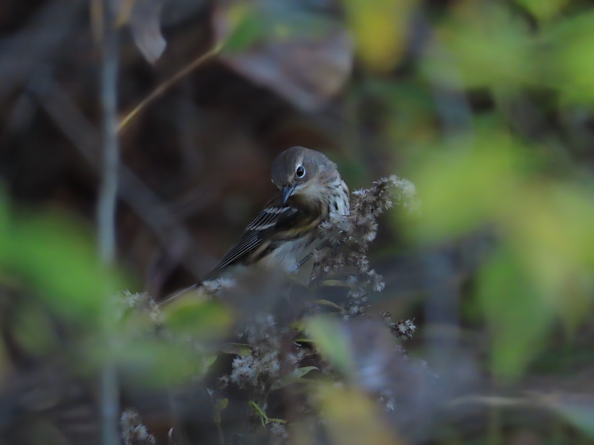 Yellow-rumped Warbler - ML643772742
