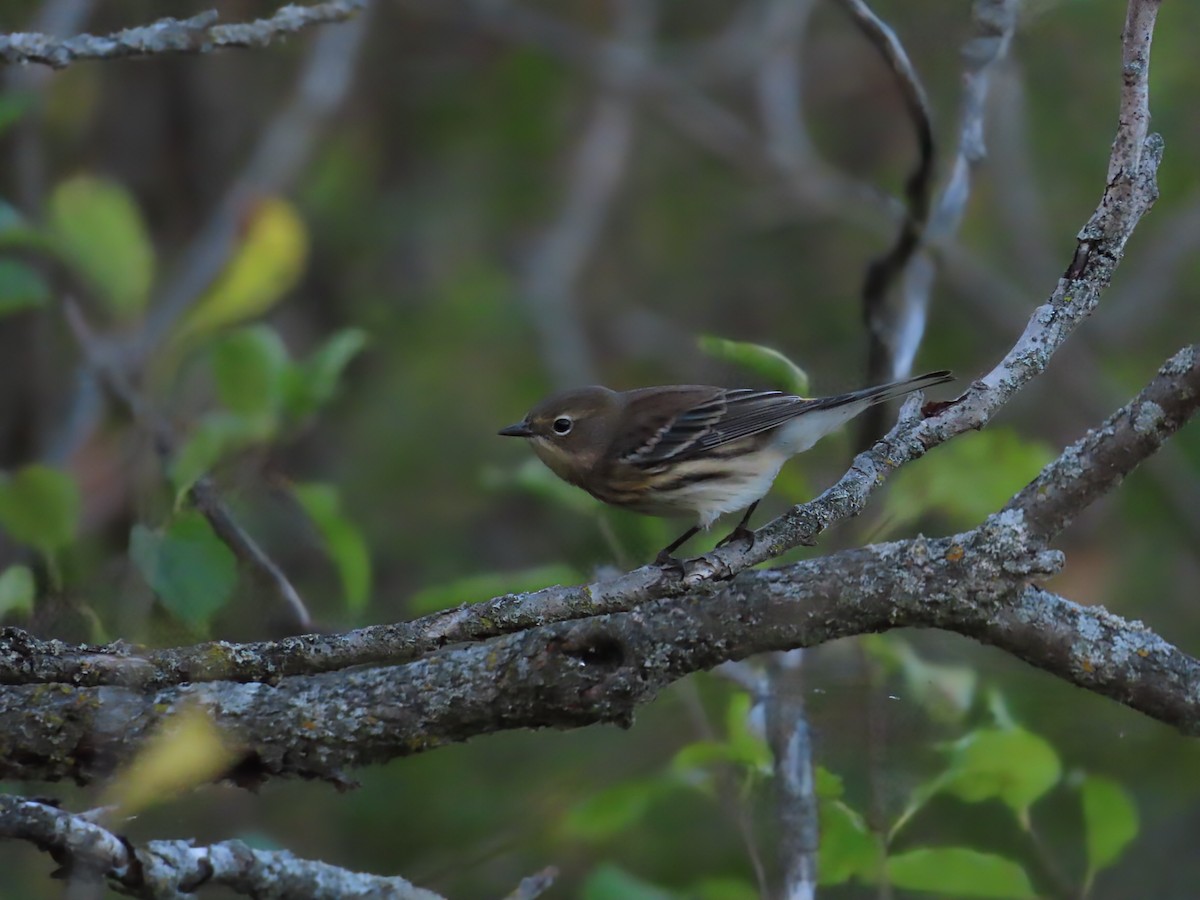Yellow-rumped Warbler - ML643772743