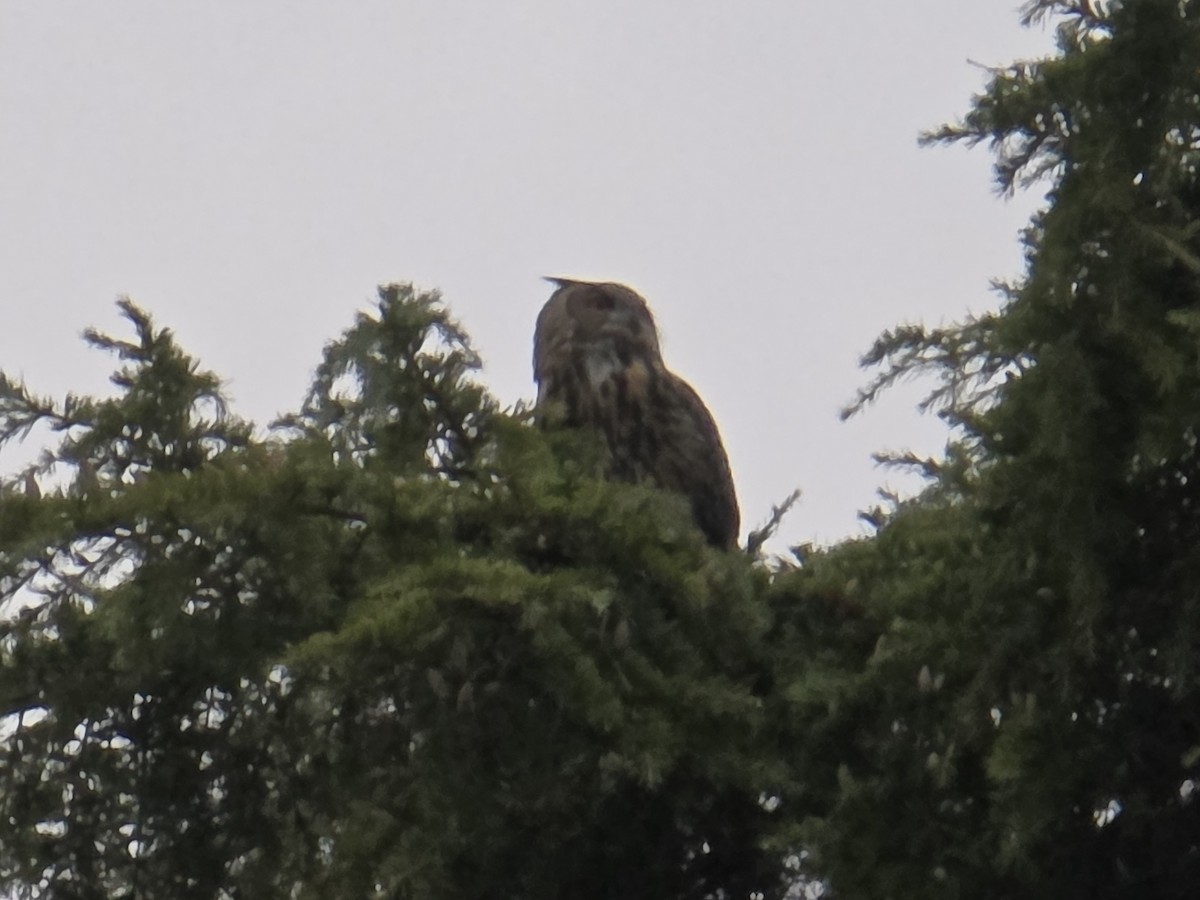 Eurasian Eagle-Owl - ML643772746