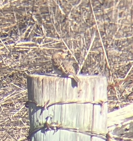 Grasshopper Sparrow - ML643772748