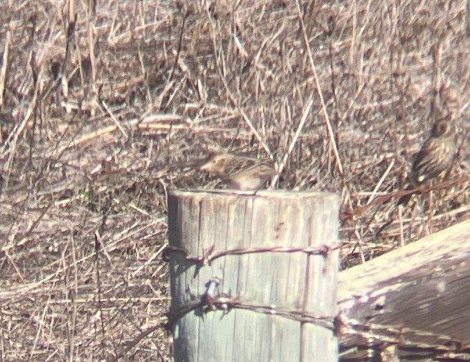 Grasshopper Sparrow - ML643772749