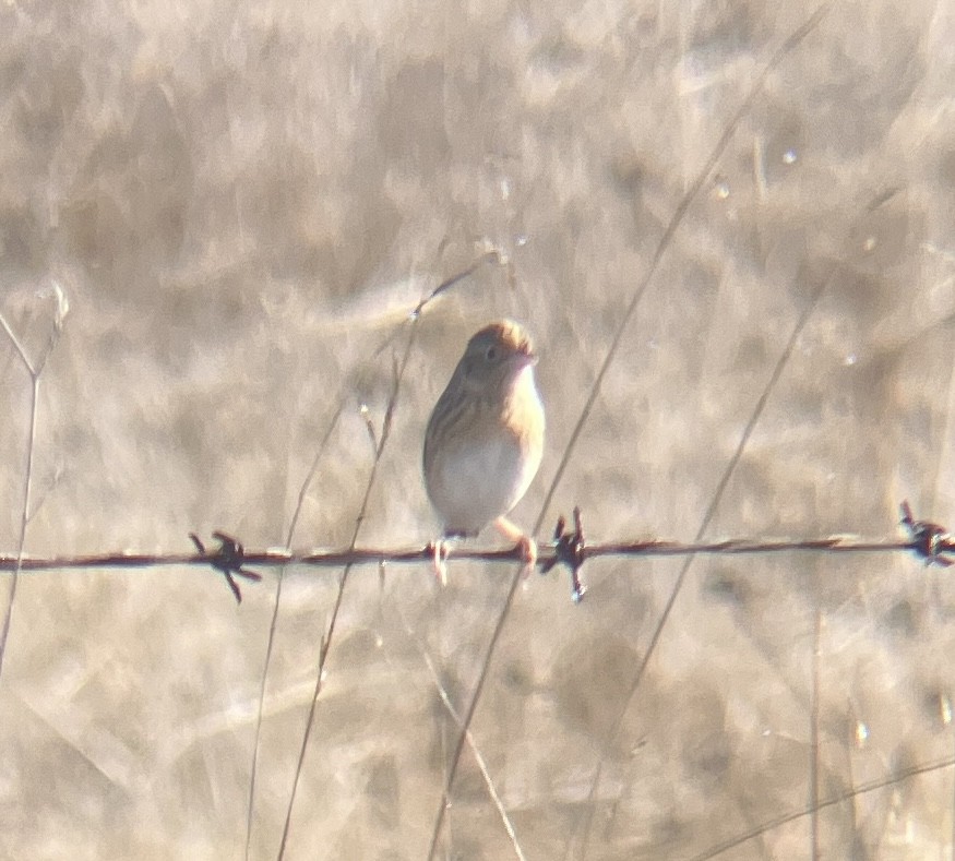 Grasshopper Sparrow - ML643772750
