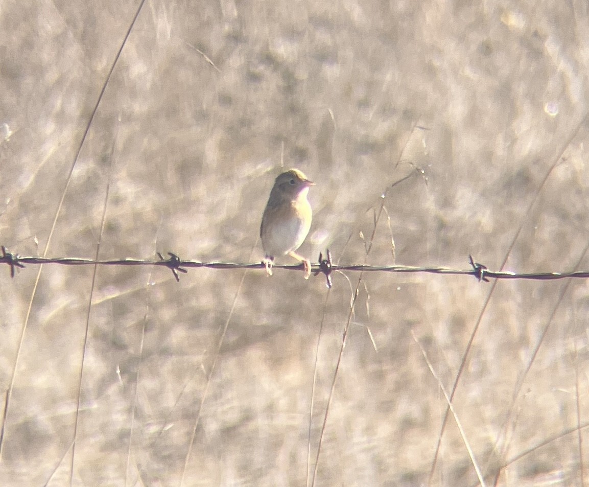 Grasshopper Sparrow - ML643772751