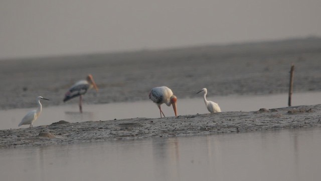 Painted Stork - ML643772759