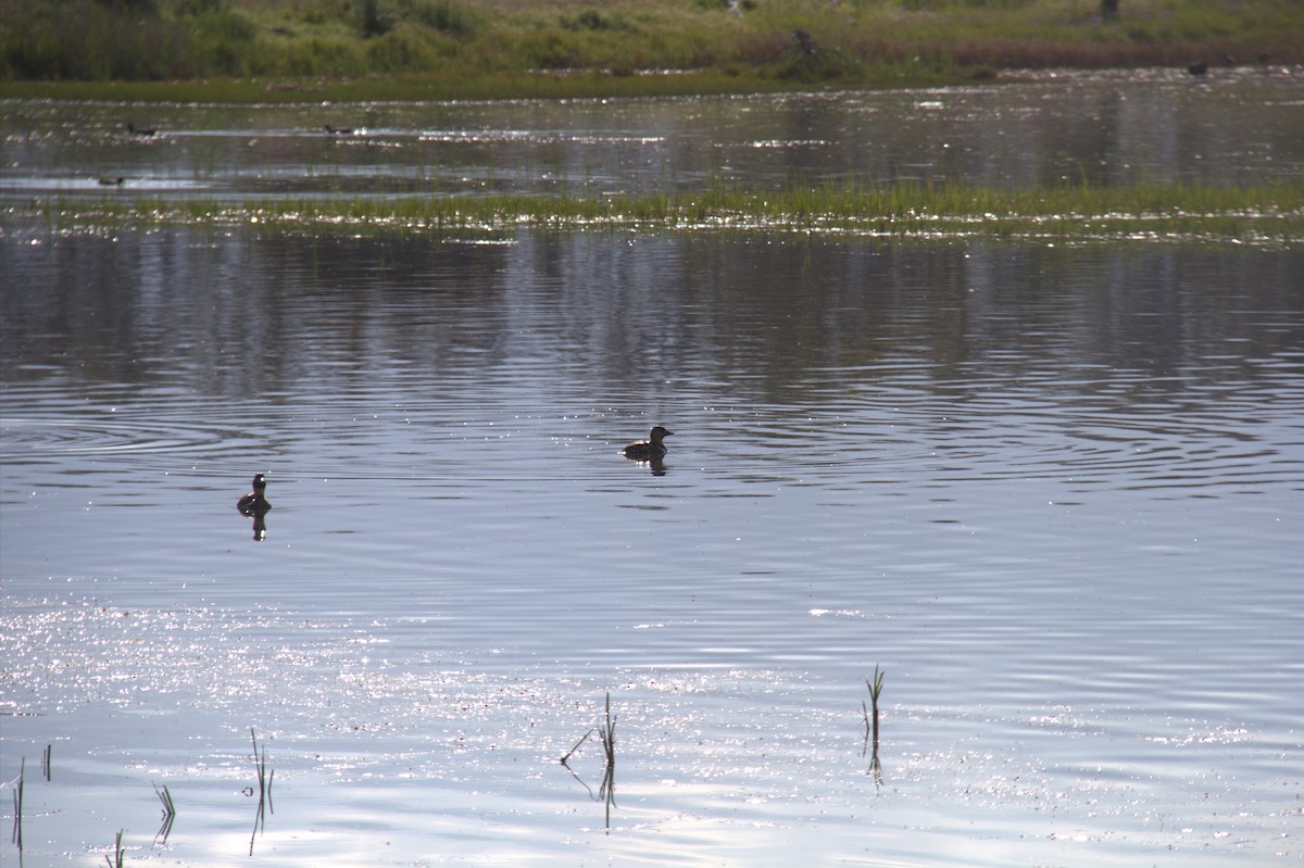 White-backed Duck - ML643772767