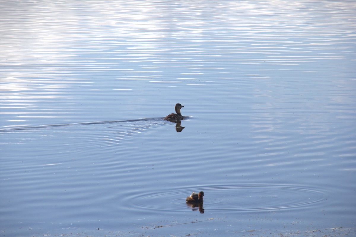 White-backed Duck - ML643772768