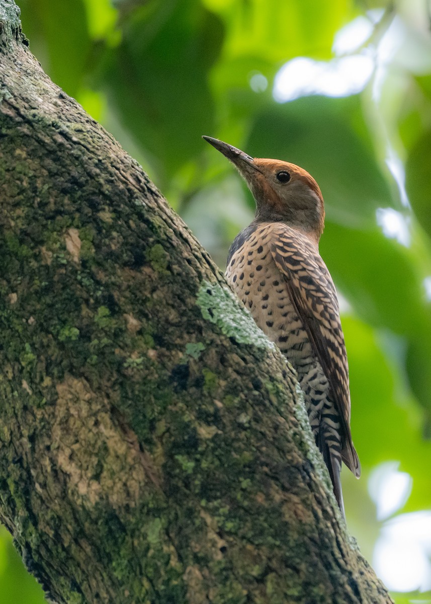 Guatemalan Flicker - ML643772771