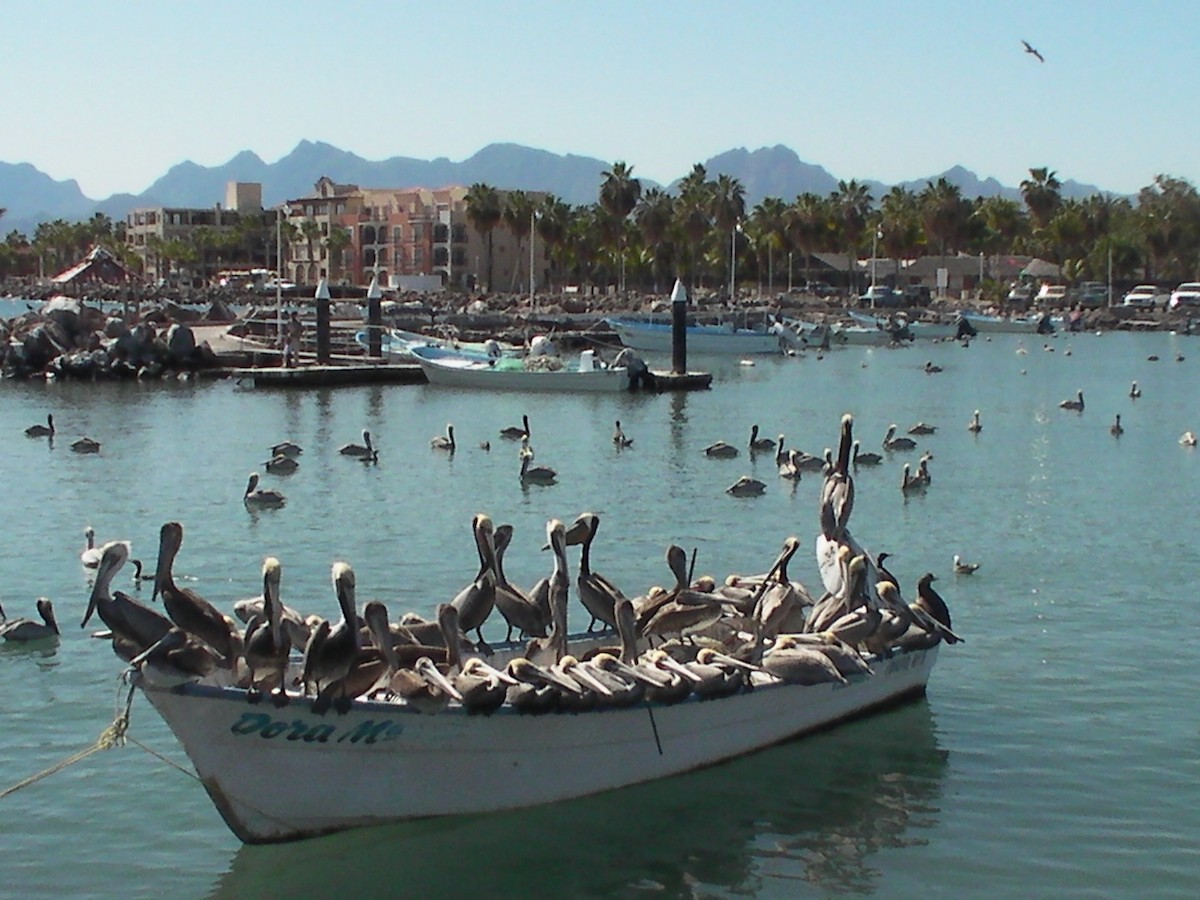 Brown Pelican - ML643772784