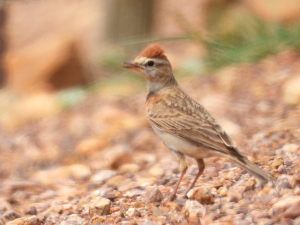Red-capped Lark - ML643772787