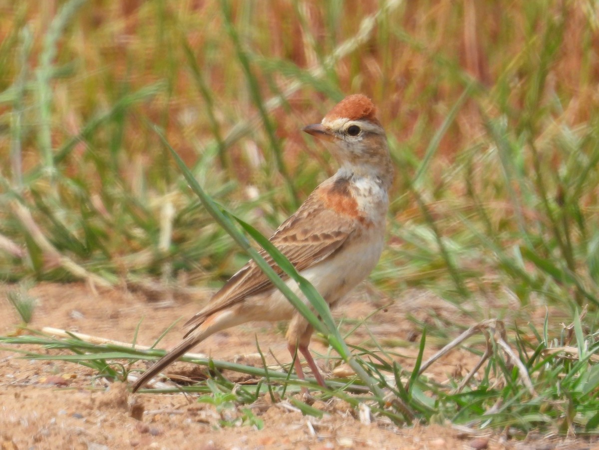 Red-capped Lark - ML643772789