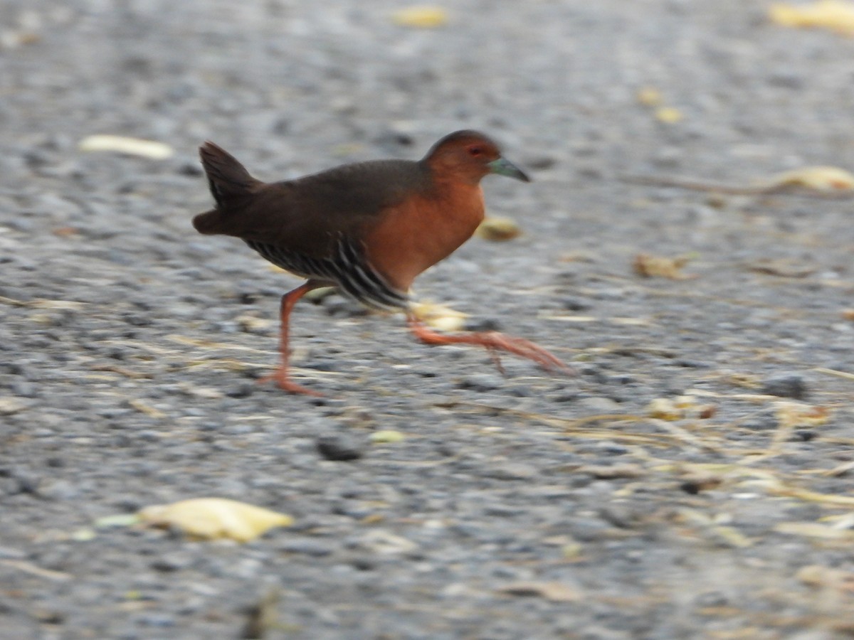 damrikse - ML643772791