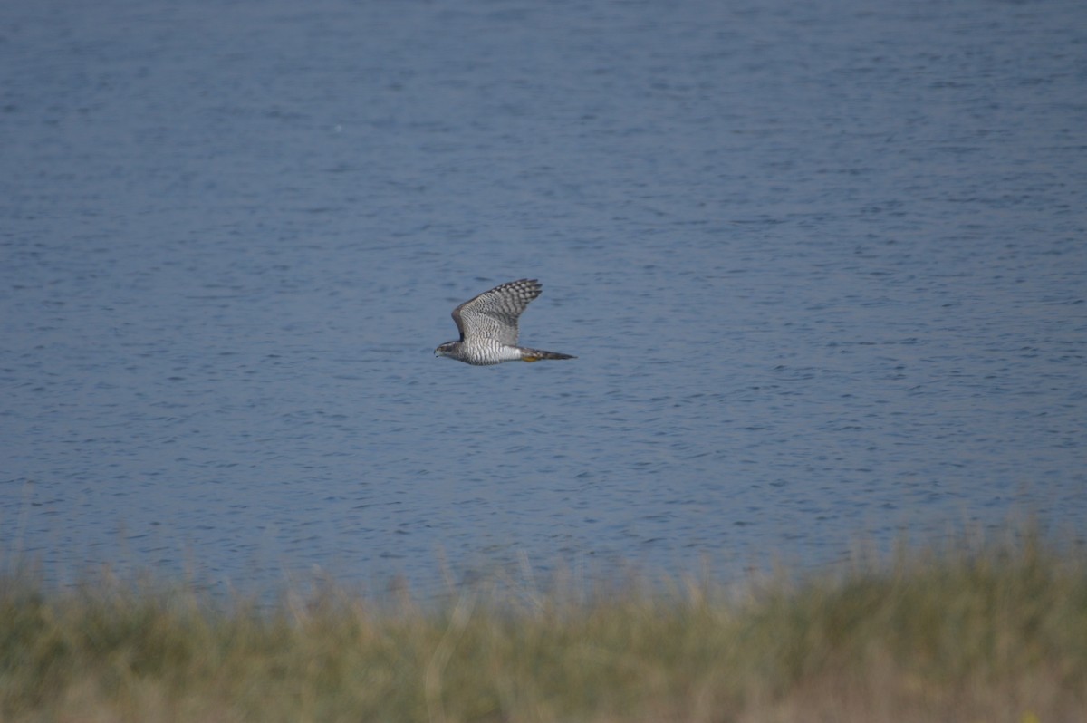hønsehauk - ML643772812