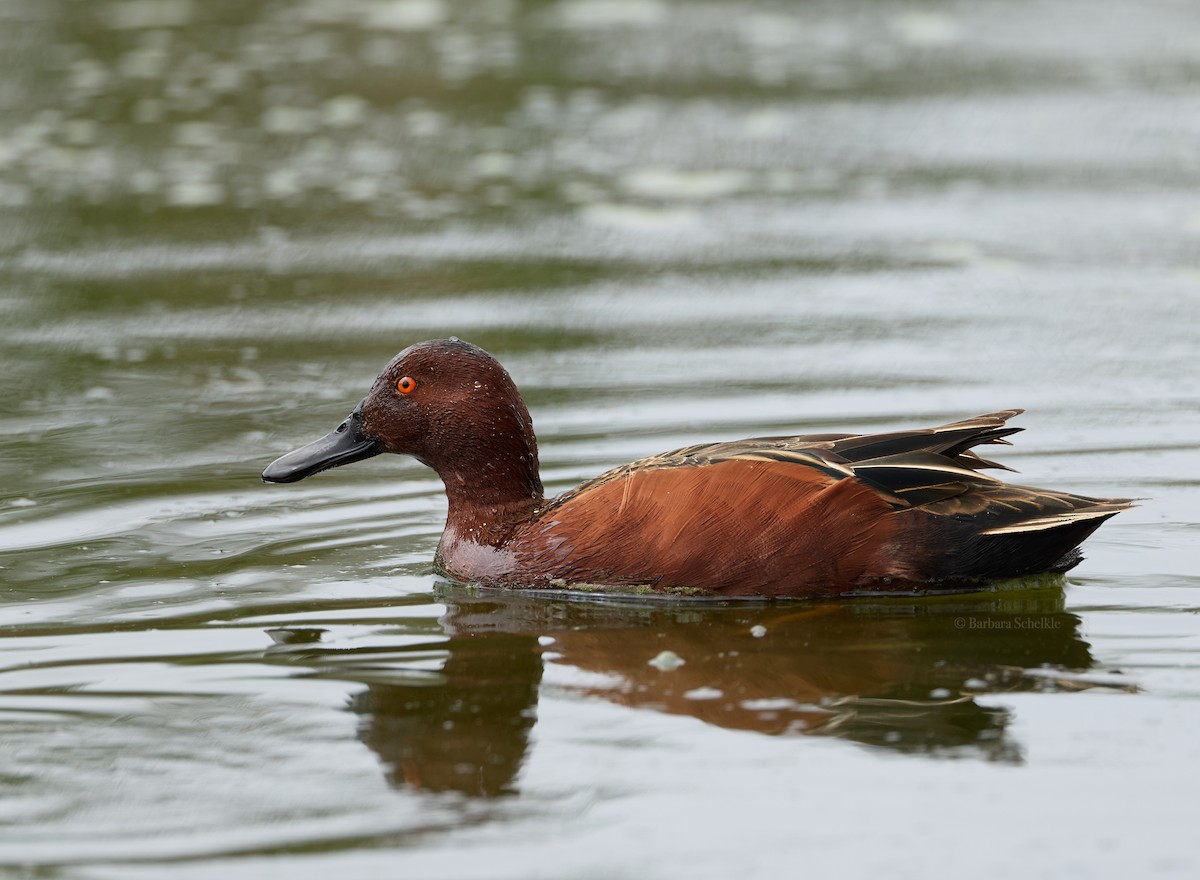 Alzavola cannella - ML643772849