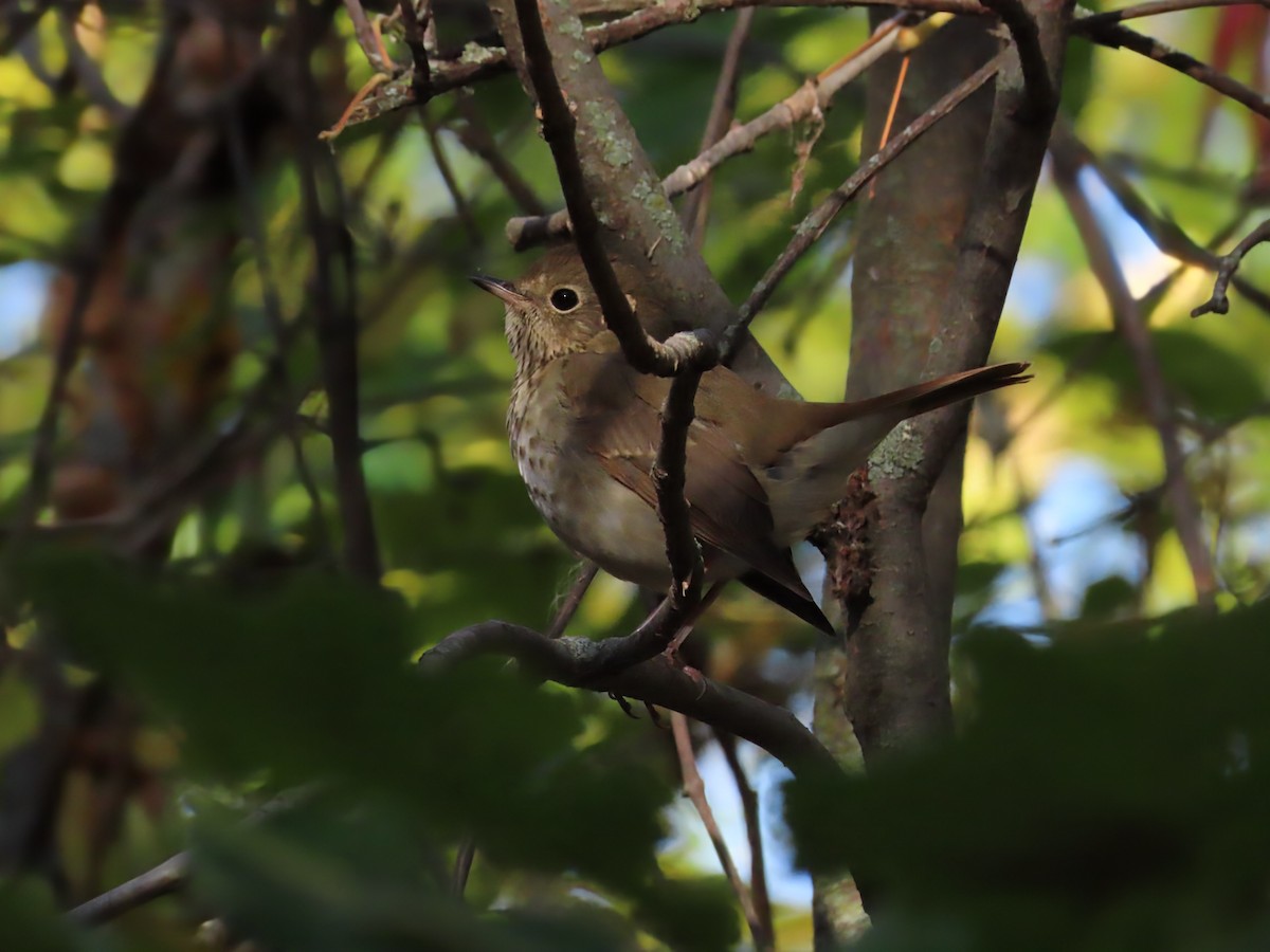 Hermit Thrush - ML643772861