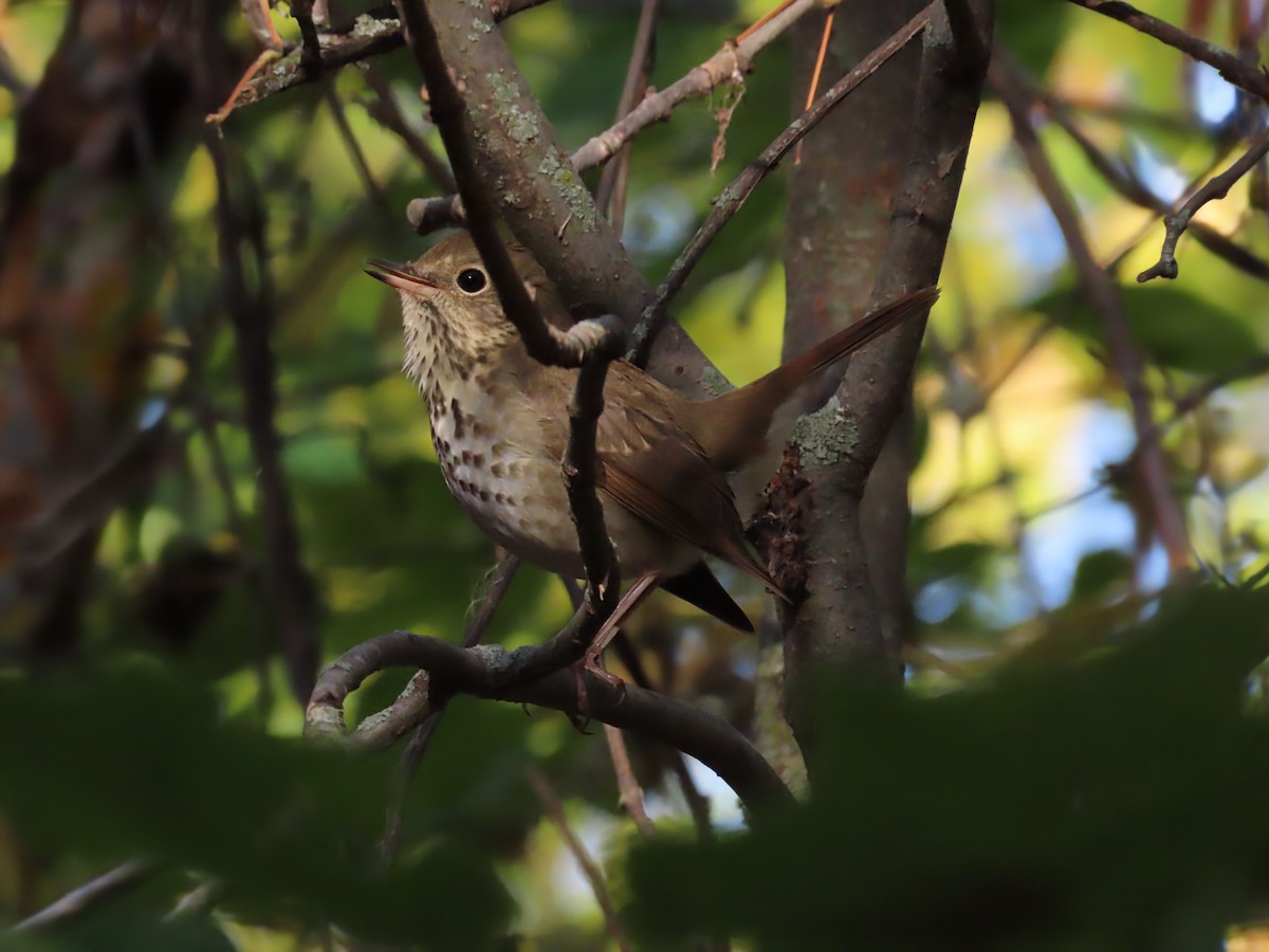 Hermit Thrush - ML643772862
