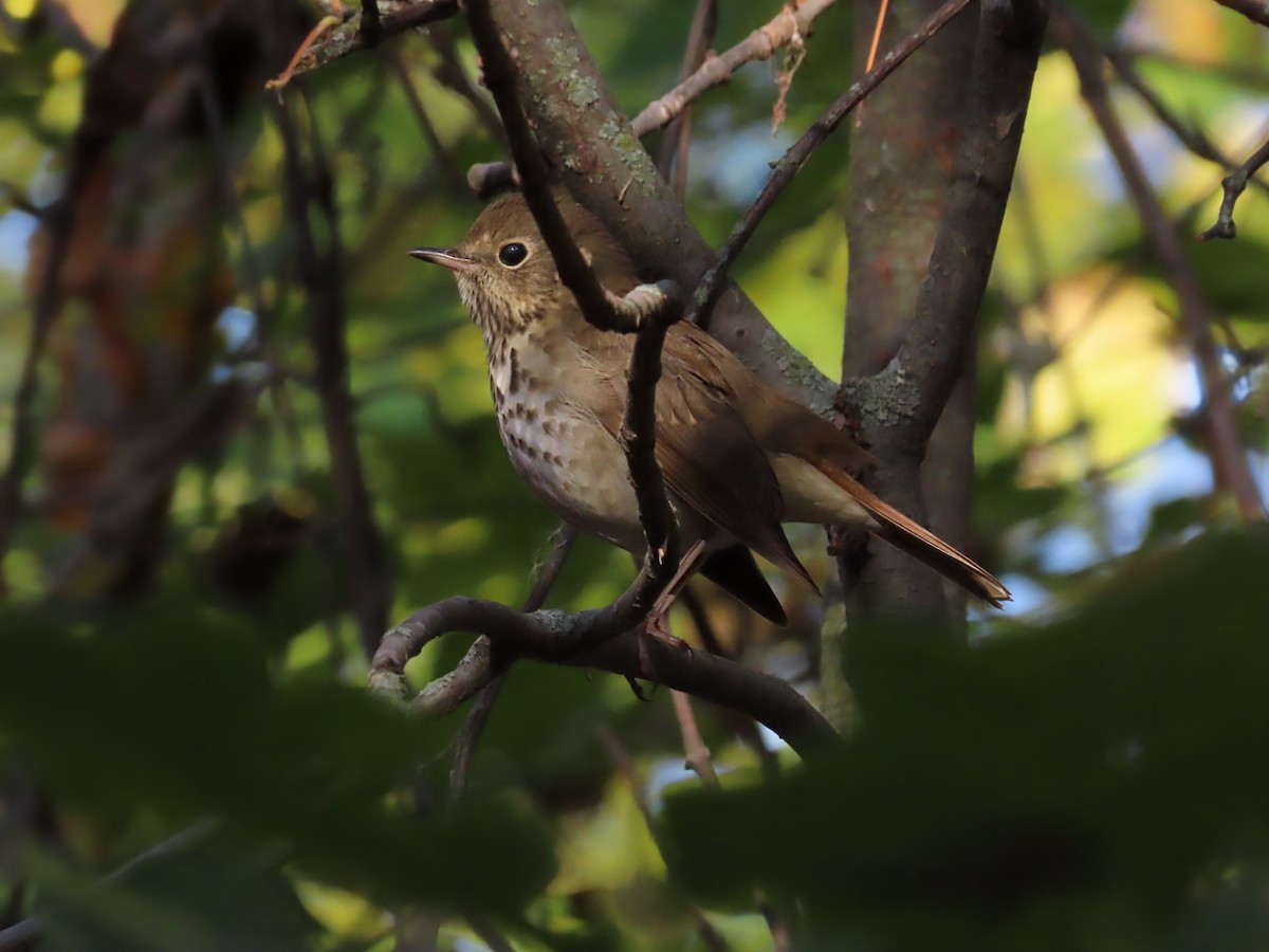 Hermit Thrush - ML643772863
