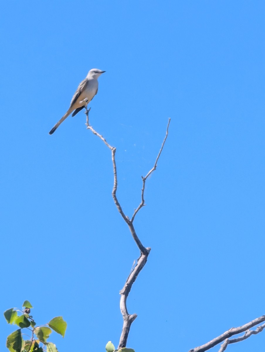 Scissor-tailed Flycatcher - ML643772867