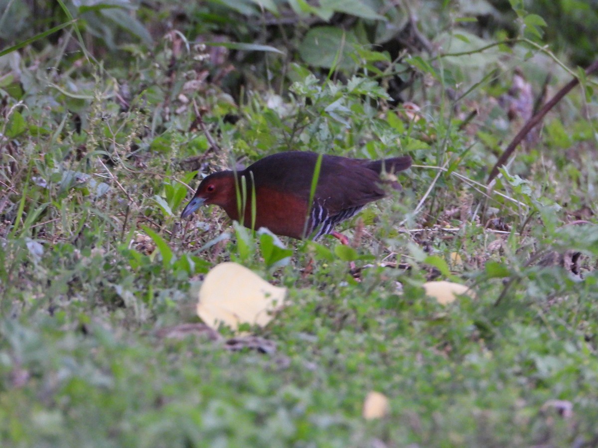 damrikse - ML643772868