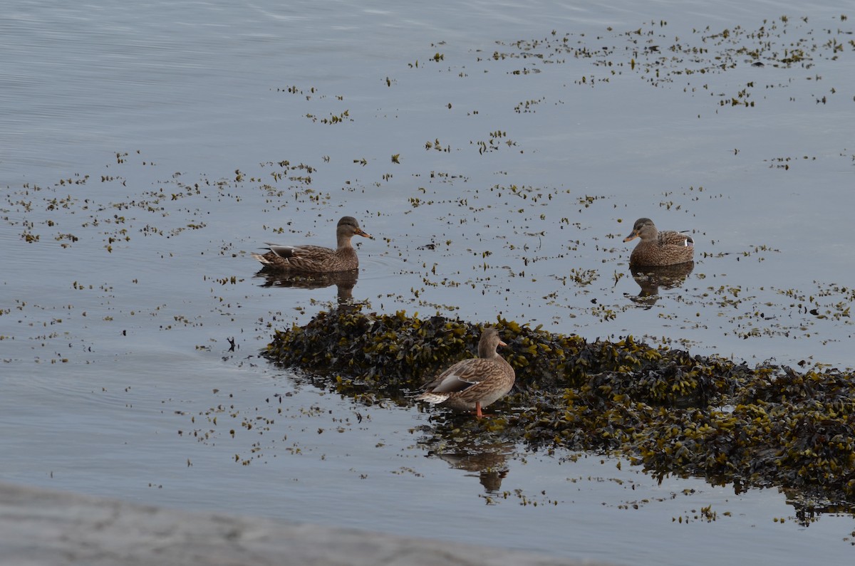 マガモ - ML643772870