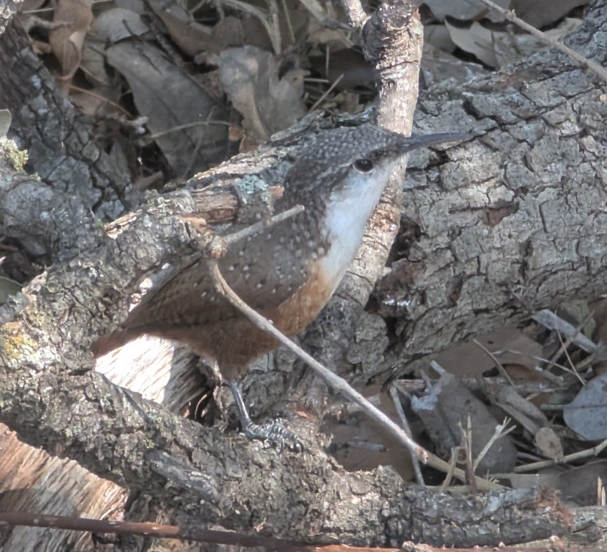 Canyon Wren - ML643772873