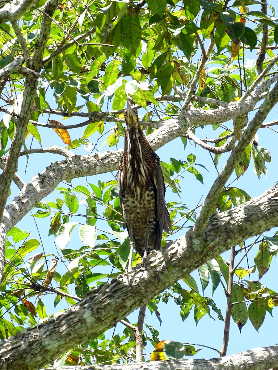 Rufescent Tiger-Heron - ML643772874