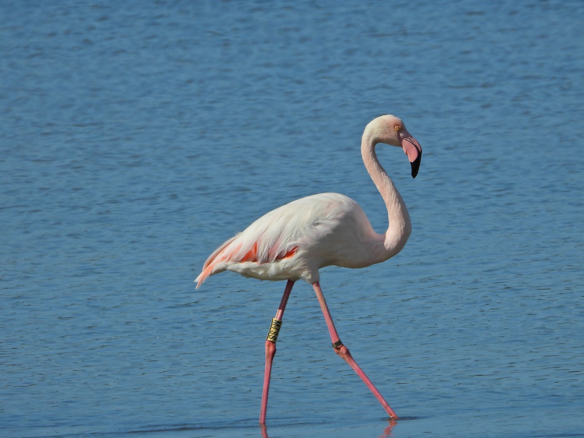 Greater Flamingo - ML643772875