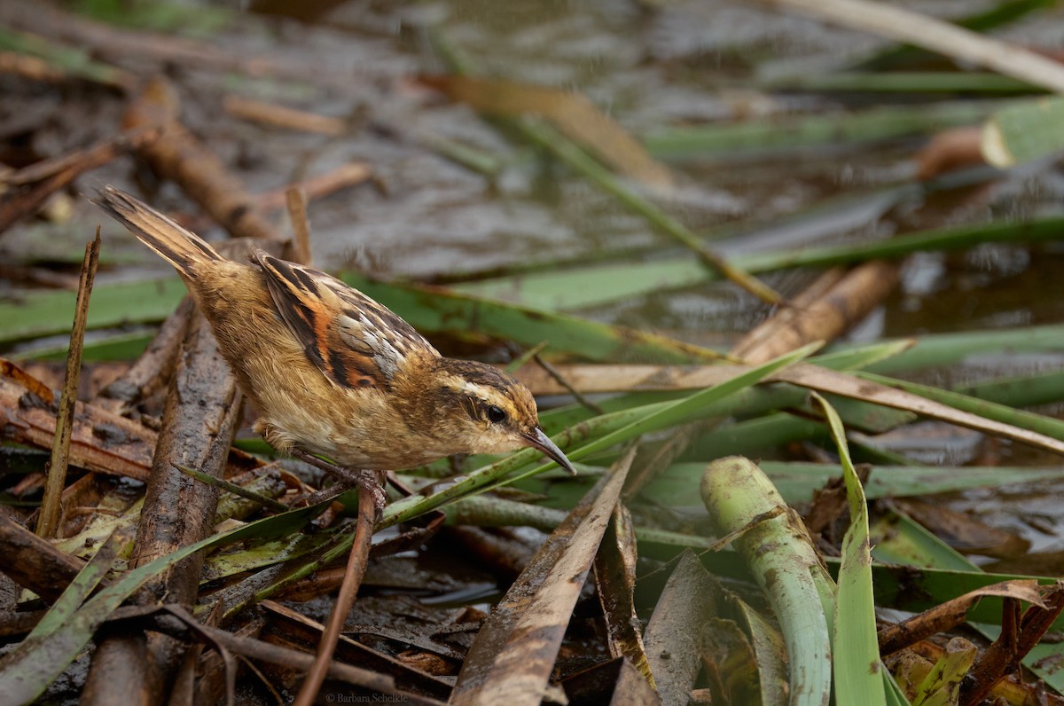 Wren-like Rushbird - ML643772876