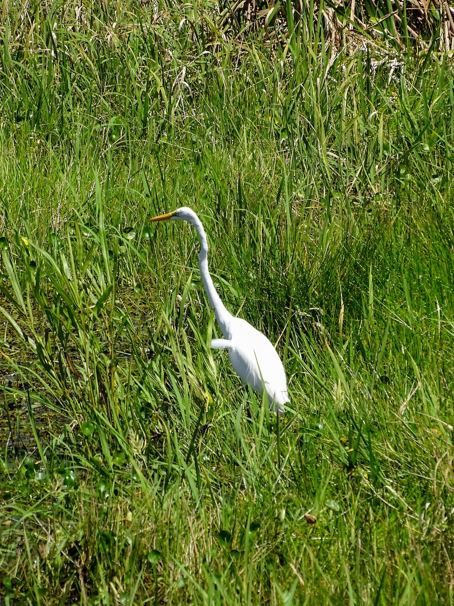 Great Egret - ML643772881