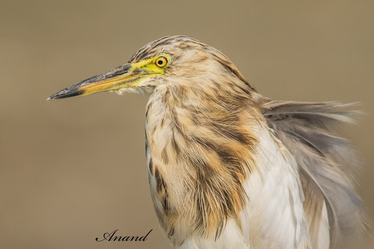 Indian Pond-Heron - ML643772889