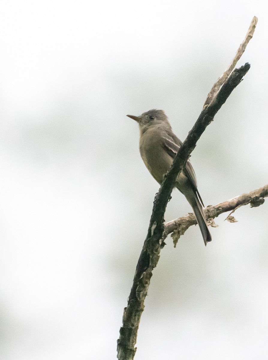 Greater Pewee - ML643772891