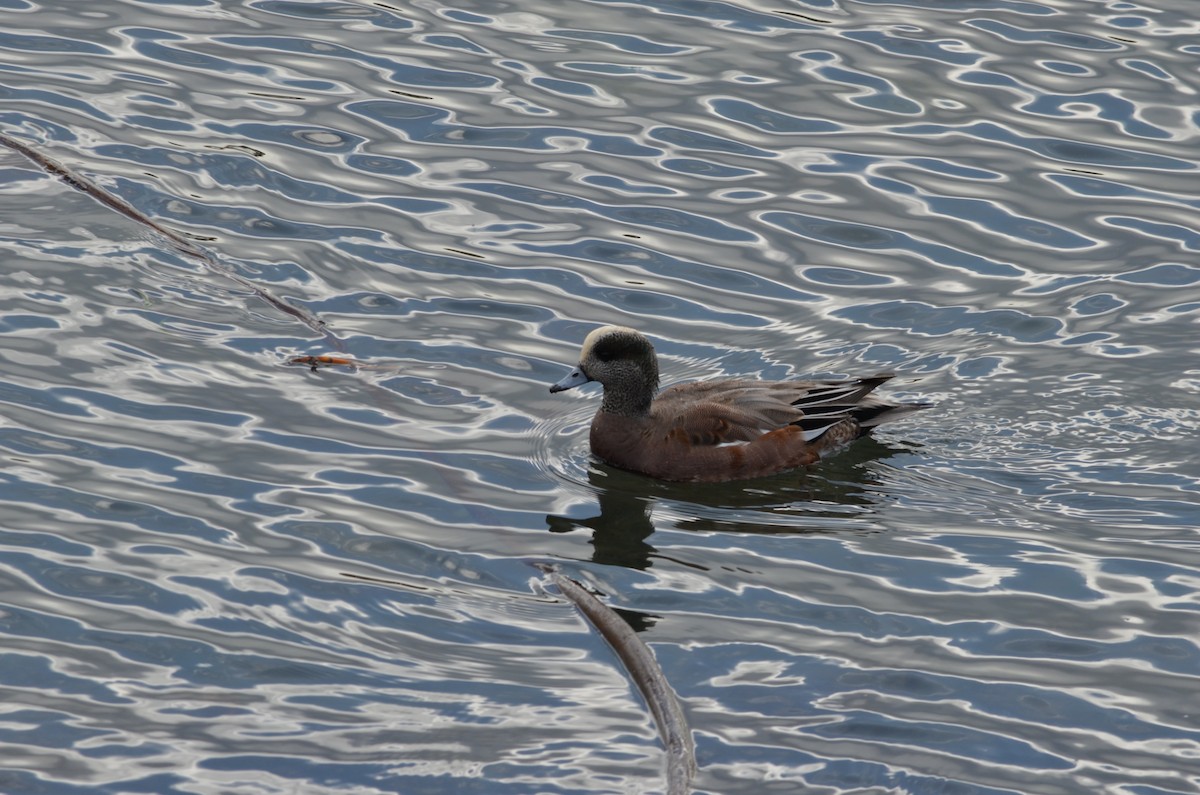 アメリカヒドリ - ML643772892