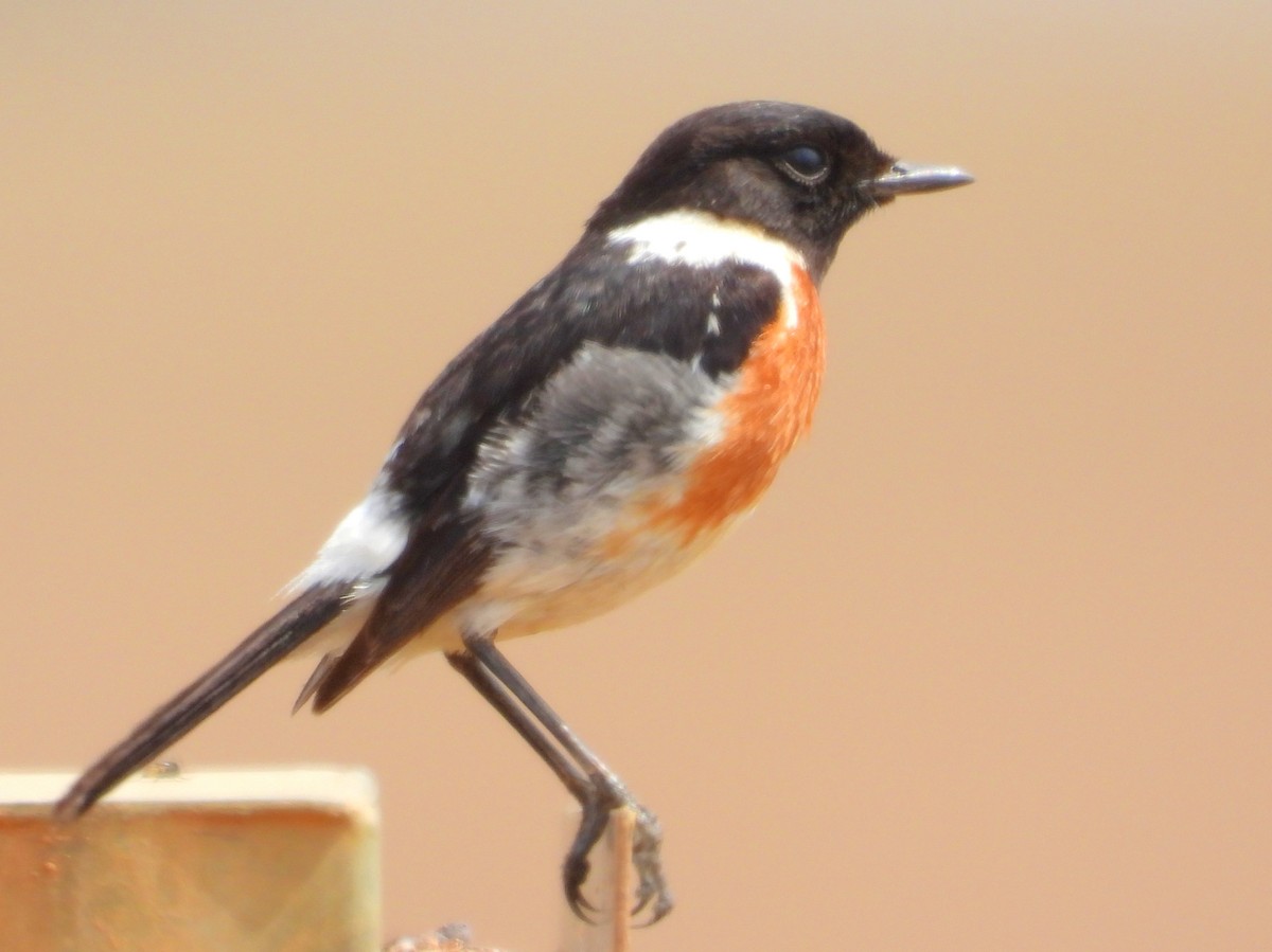 African Stonechat (African) - ML643772896