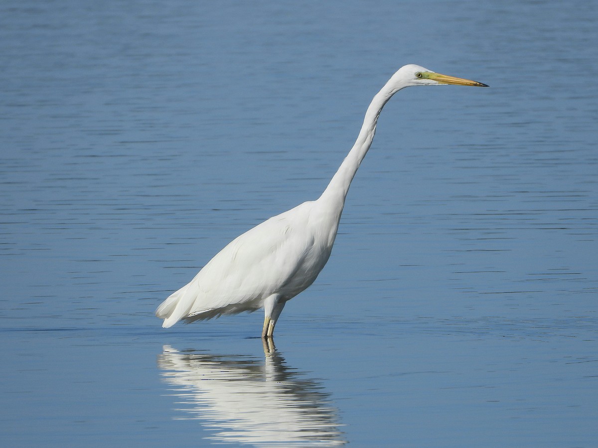 Great Egret - ML643772897