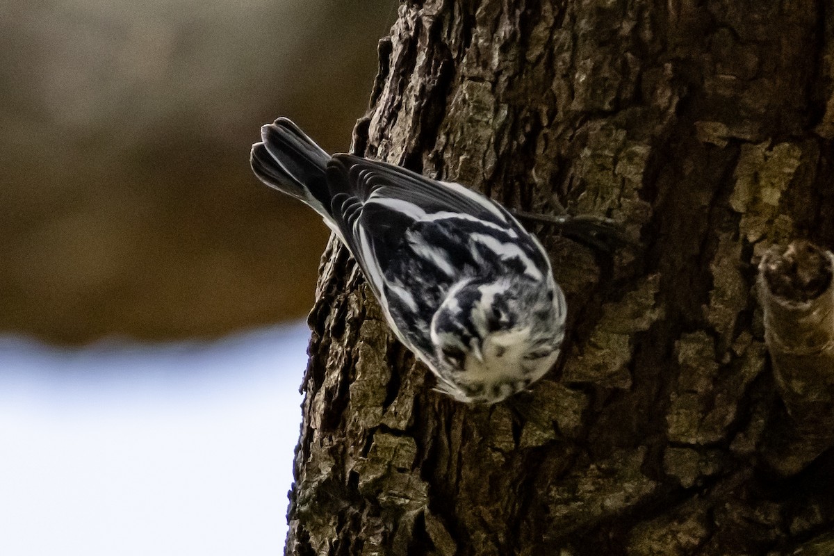 Black-and-white Warbler - ML643772898