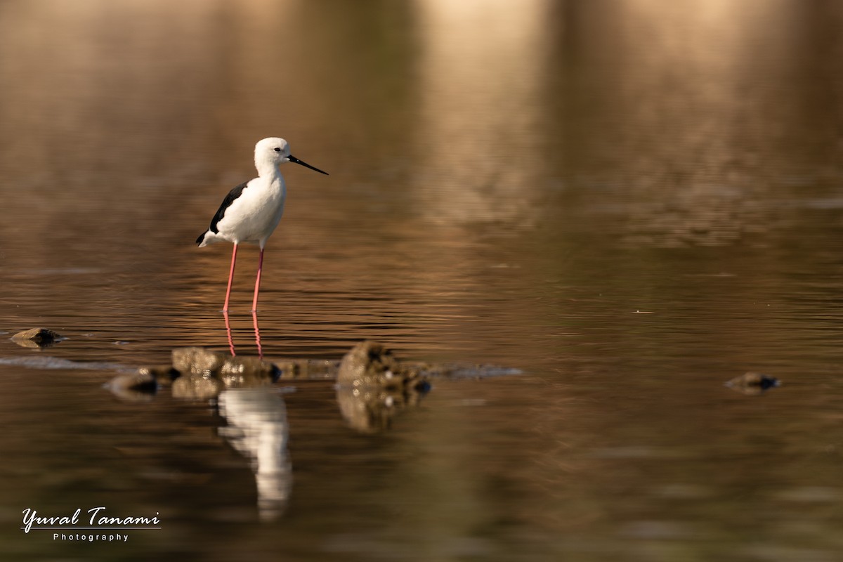 Black-winged Stilt - ML643772899