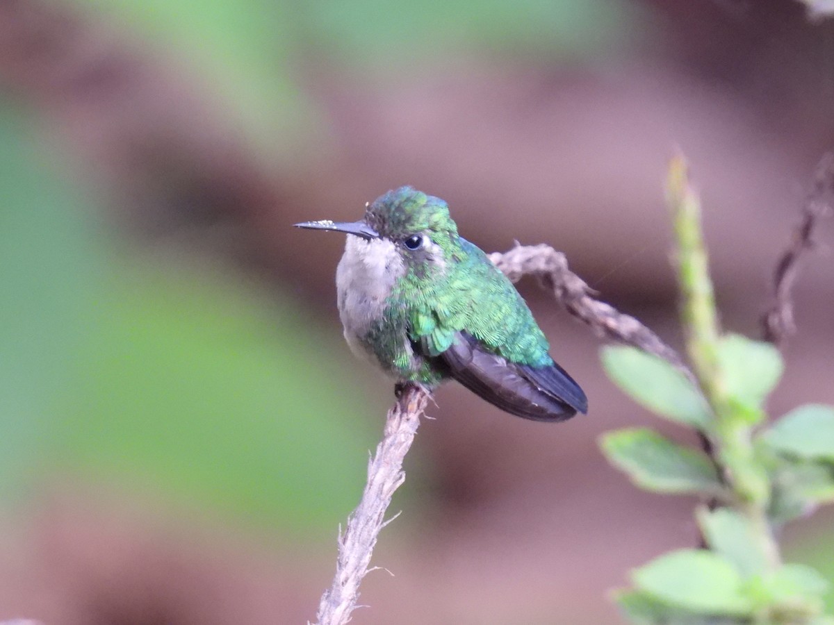 Black-throated Hermit - ML643772900