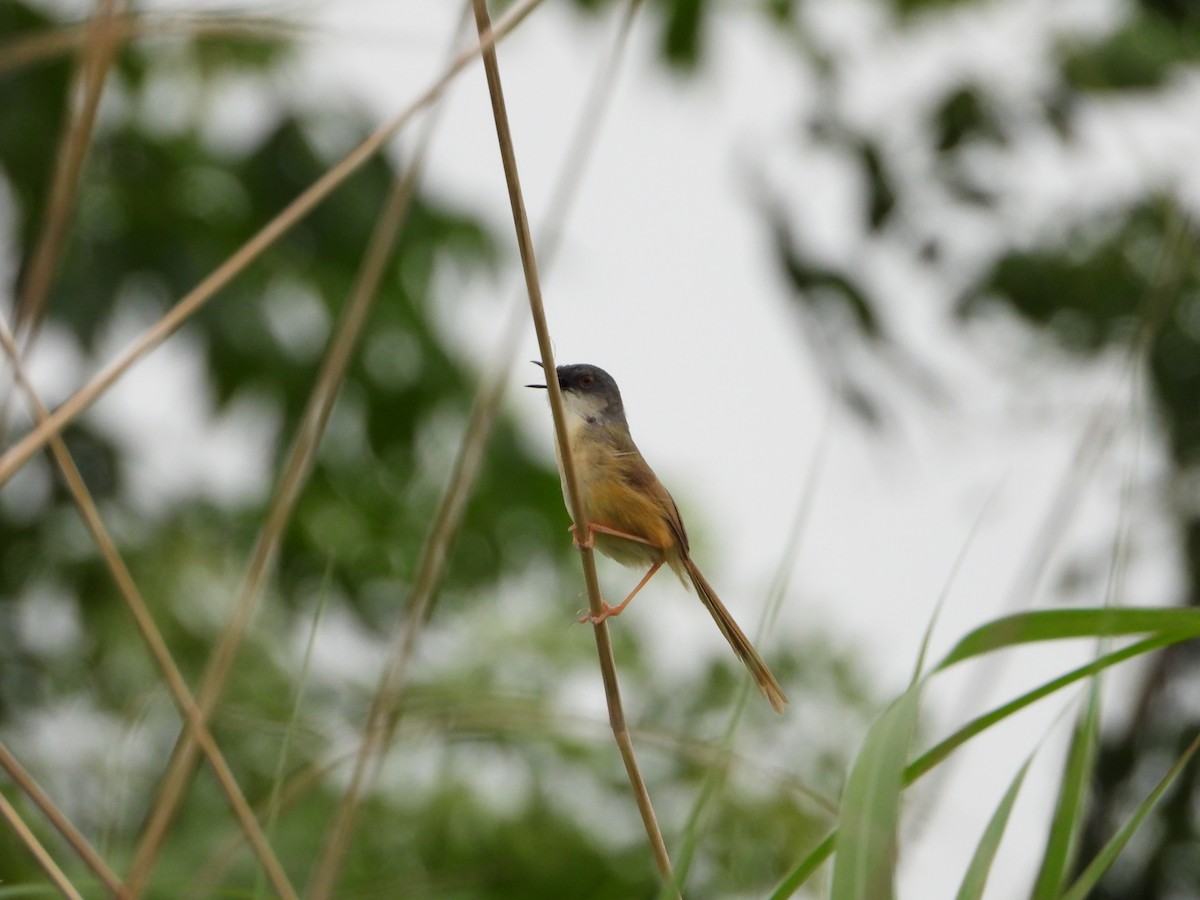 Yellow-bellied Prinia - ML643772901