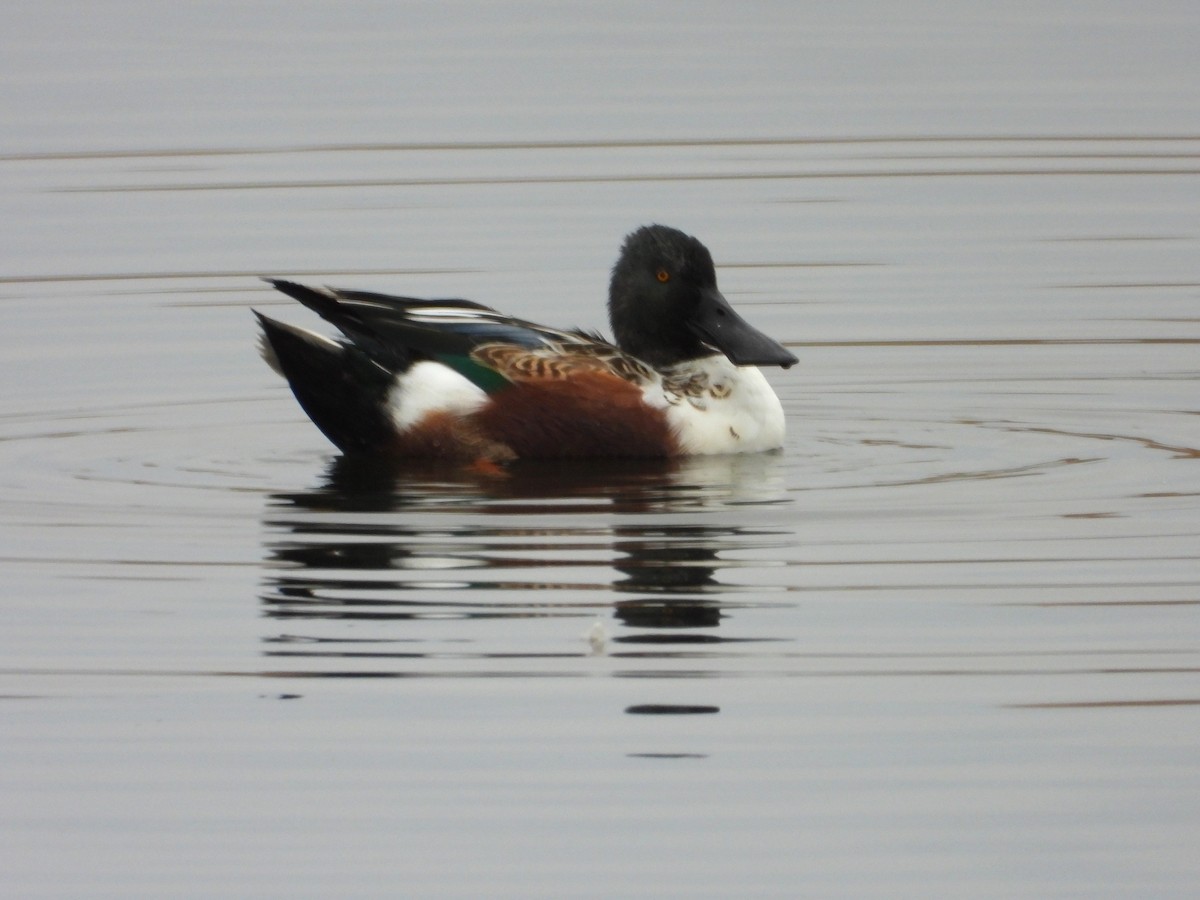 Northern Shoveler - ML643772902