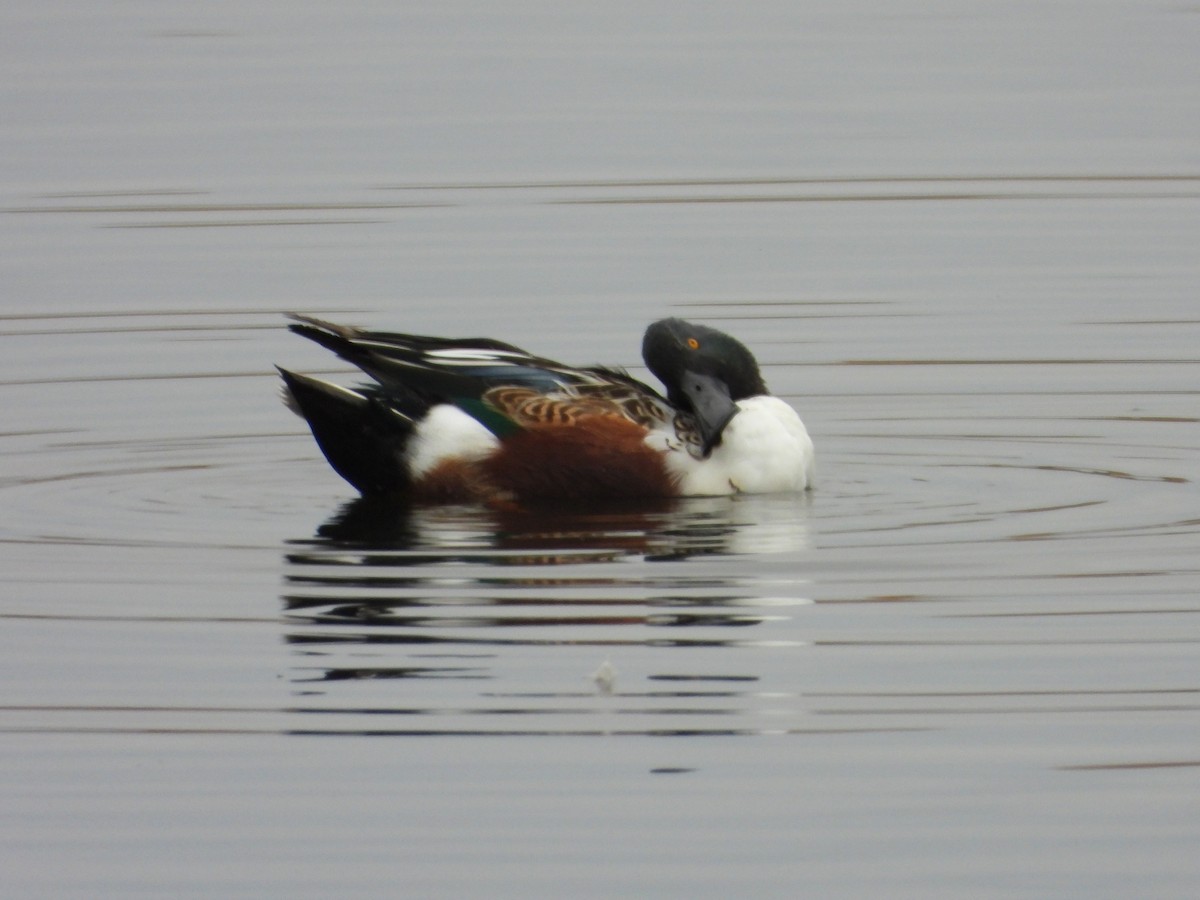 Northern Shoveler - ML643772903