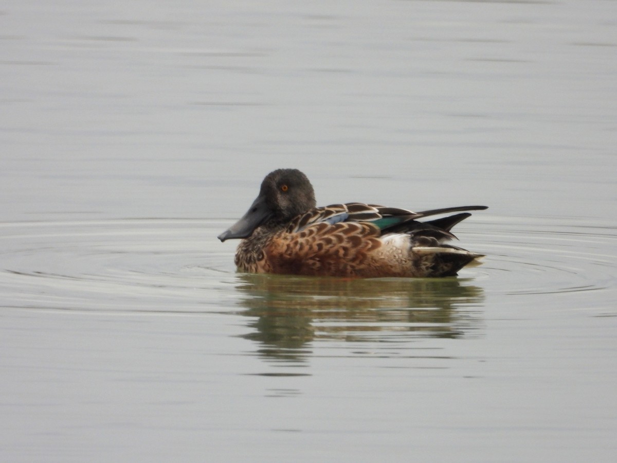 Northern Shoveler - ML643772904