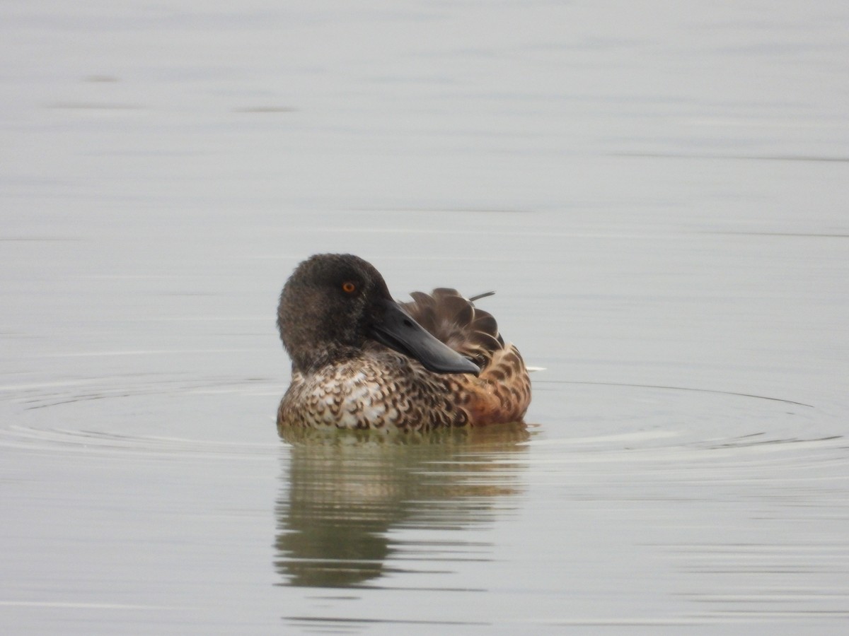 Northern Shoveler - ML643772905