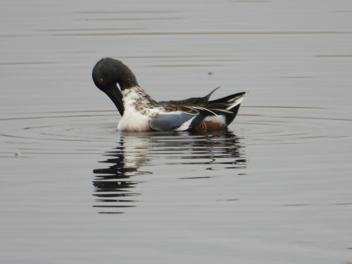 Northern Shoveler - ML643772906