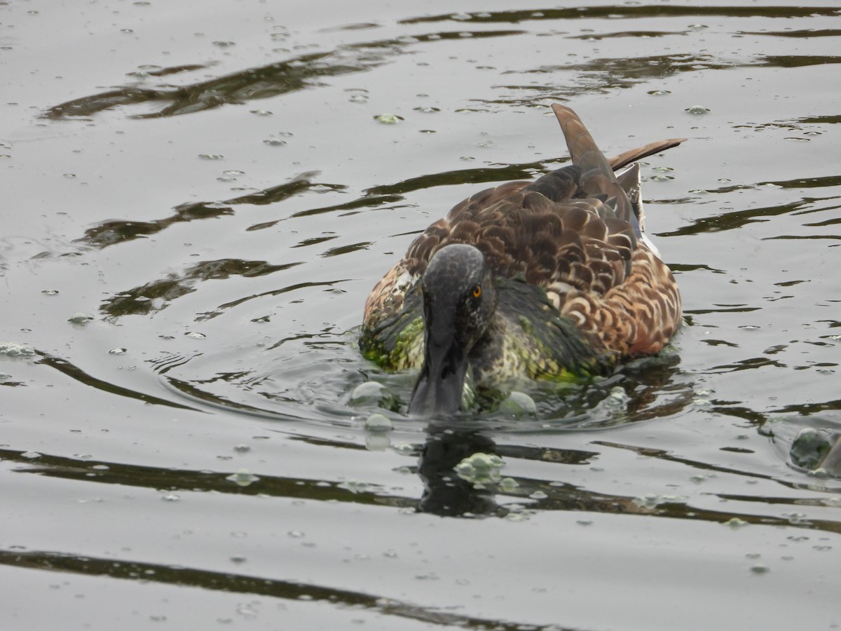 Northern Shoveler - ML643772907