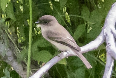 Eastern Phoebe - ML643772910