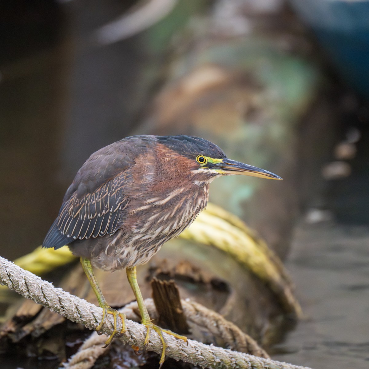 Green Heron - ML643772911