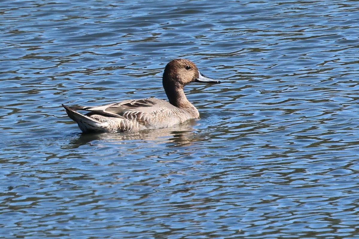Northern Pintail - ML643772912