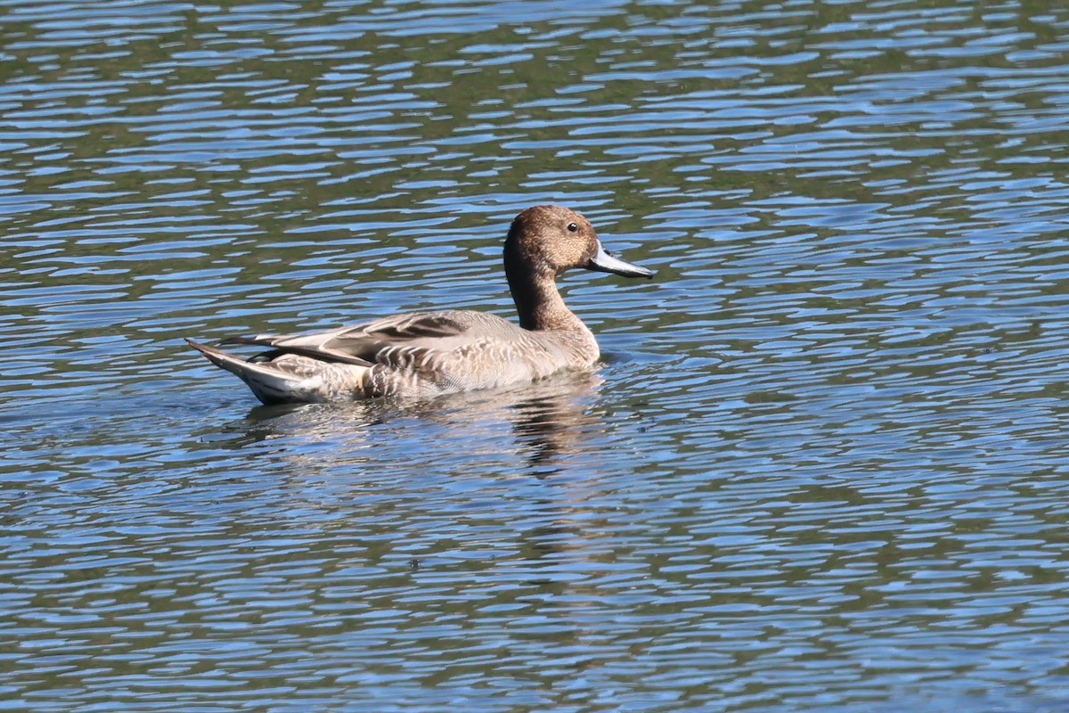 Northern Pintail - ML643772913