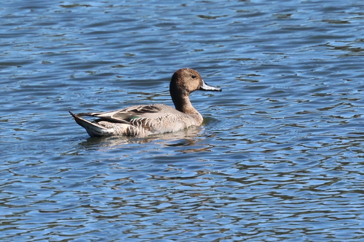 Northern Pintail - ML643772914