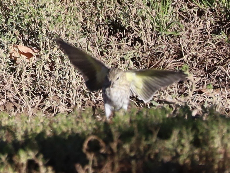 Yellow-rumped Warbler (Audubon's) - ML643772915